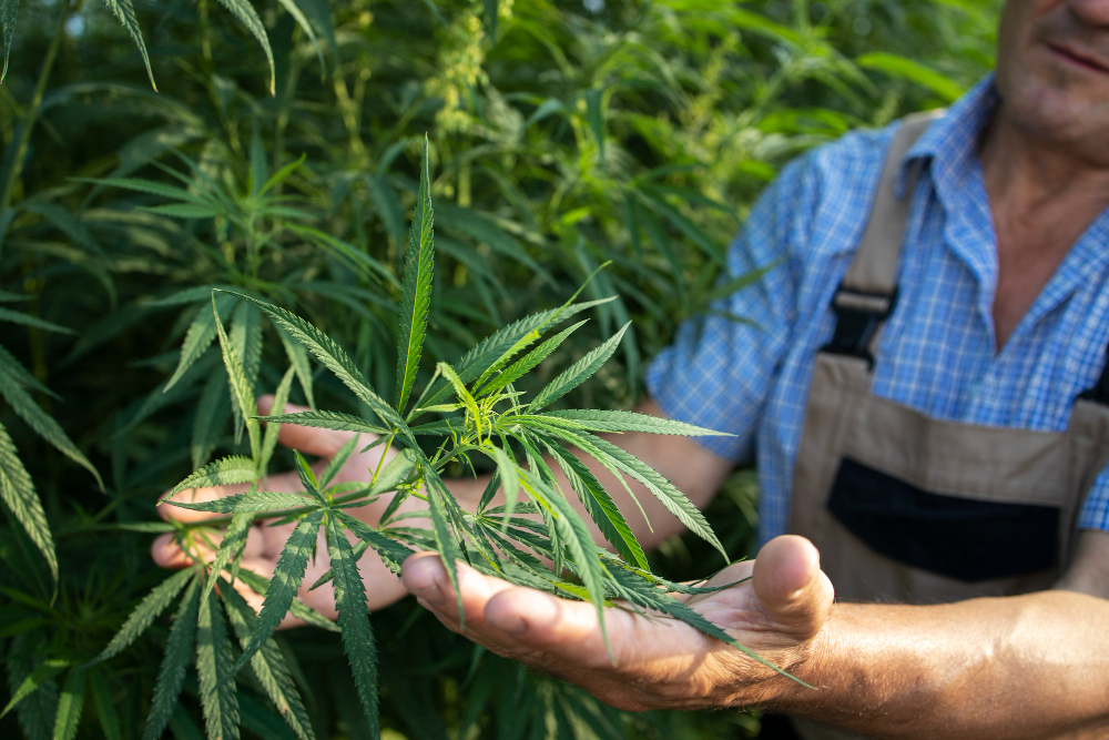 un homme tenant des plants dans les mains