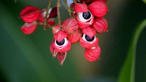 une fleur de guarana