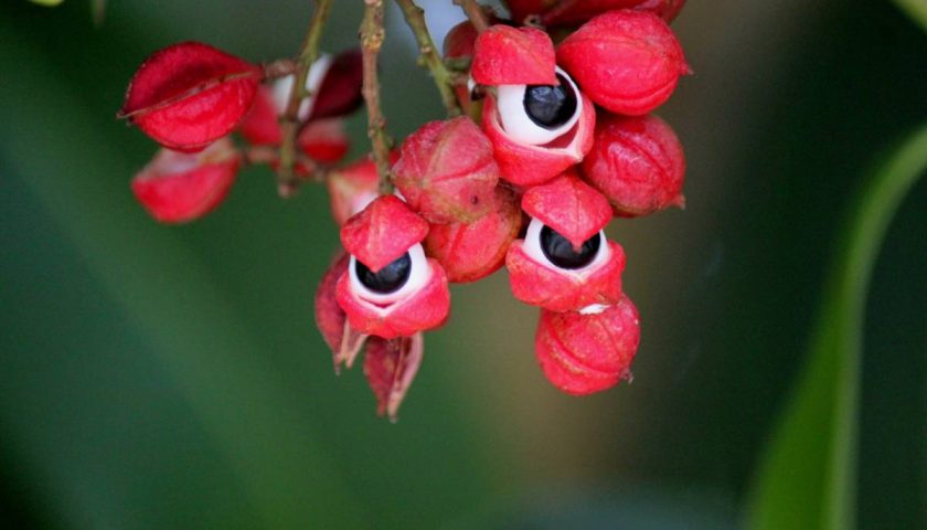 une fleur de guarana