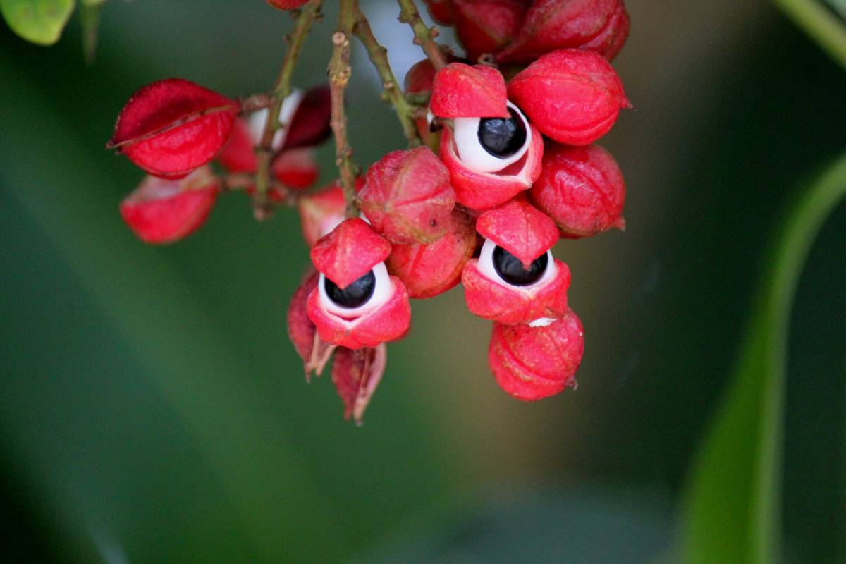 une fleur de guarana