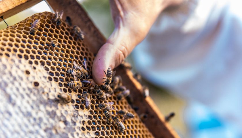 une ruche d'abeille